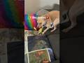 Ollie - This Dog Sure Does Love Apples #shorts #viral #funny #dog