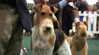 National Terrier 2016  Best in Show