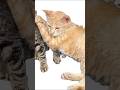 Little cat memories