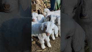 The little lamb's bleat is so adorable 😊#cute #baby #lamb #babygoat #babygoats