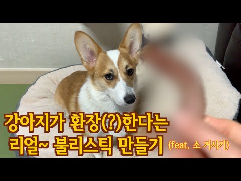 [강아지 수제간식 만들기] 소 XXX 불리스틱 만드는 법 공개(feat. 소야 미안해)