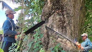 Het zagen van een enorme, dichte, gouden gaoboom, technisch zagen, 188