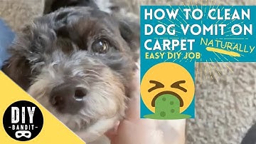 ️🔥 How to Clean Dog Vomit Stains Out of Carpet (Naturally)➔ Easy DIY Job