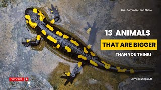 13 Animals That Are Bigger Than You Think Way Bigger