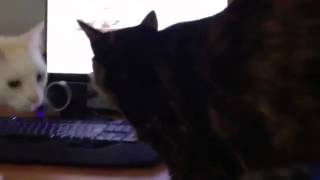 Cat Response to Worlds Cutest Frog - Desert Rain Frog