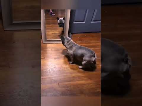 Нашёл друга с которым можно поиграть 🐶🐕😁 bayoun.ru #собаки #животные #приколы