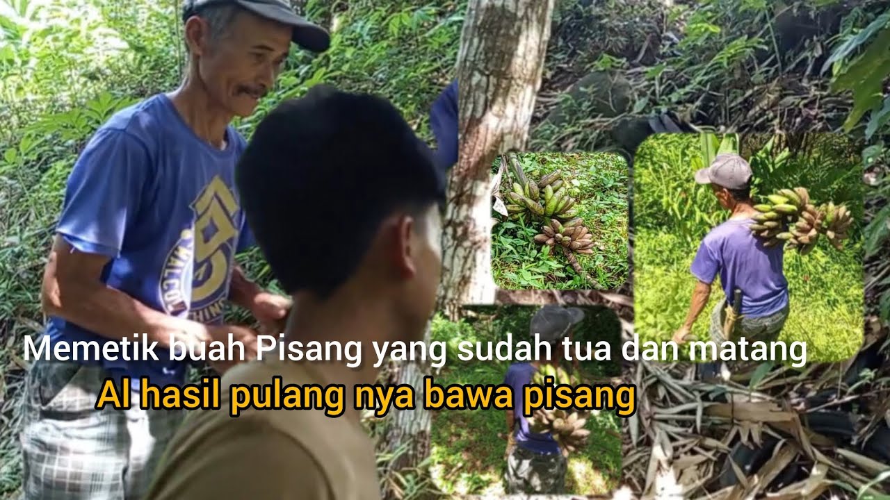 Memetik buah pisang dikebun||alhasil pulangnya bawa pisang