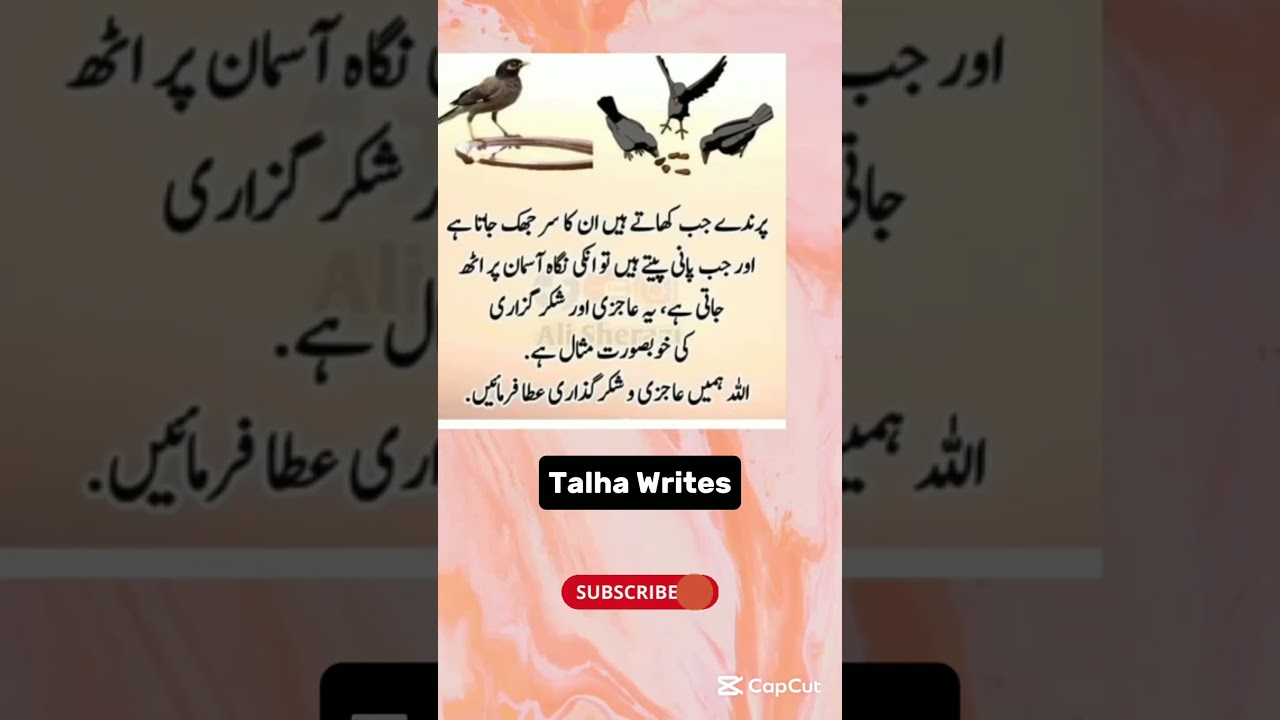 Save birds | help births 