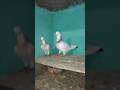 Kabootarbazi nila chandna ❤️‍🩹🕊❤️‍🔥👀 fazi ji #pigeon #Kabootar #kabootarloft05