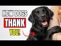 10 Things Your Dog Does to Thank You (Without You Noticing)