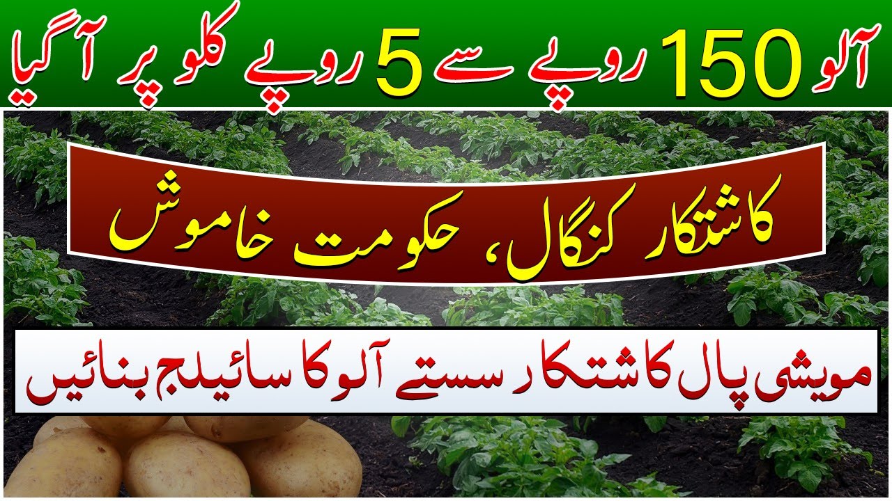 Patato prices decreased| Another trouble for farmers| Patato milage making| آلو کا سائیلج بنائیں