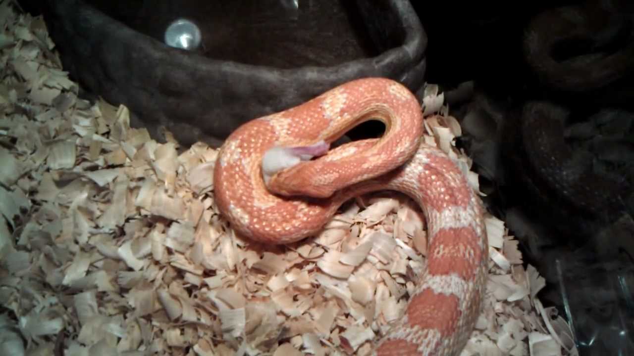 5 foot Corn Snake Eating first of 3 weenies YouTube