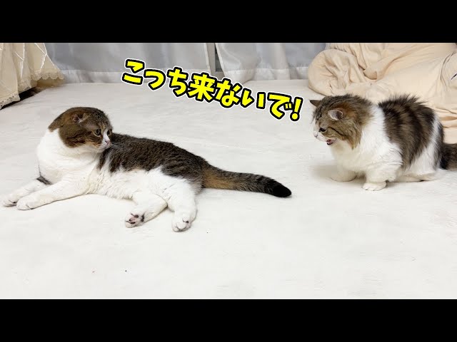 怖がりな子猫のらいくんが距離感がおかしいぽこ太郎に怒っちゃいました…笑