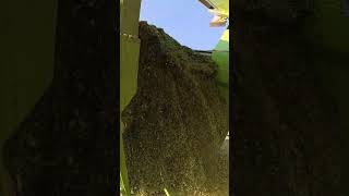 VAIA NL/160 Unloading Silage – Camera Gets Buried! 🎥🚜#silage #fyp