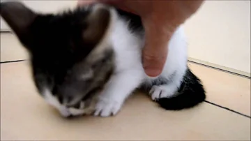 Pourquoi Mon Chaton Grogne Tout Le Temps Pourquoi Mon Chaton Grogne Tout Le Temps