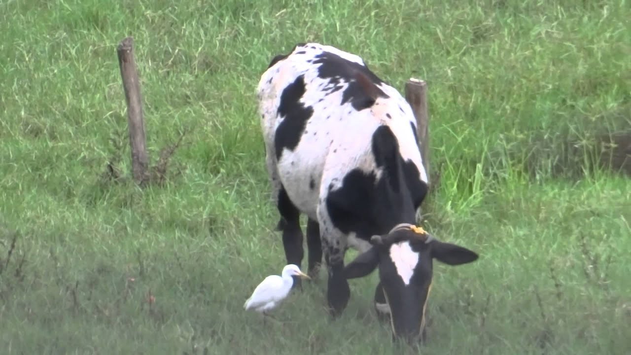 Cattle egret collecting insects which moves while the cow grazes YouTube