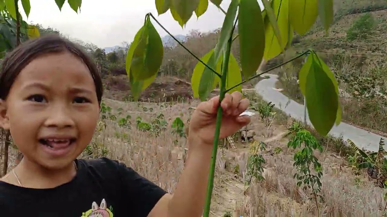 Tuaj saib teb ntoo ya 