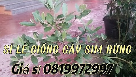 Thông báo, lô cây sim rừng siêu đẹp rành cho bạn, ship toàn quốc 0819972997