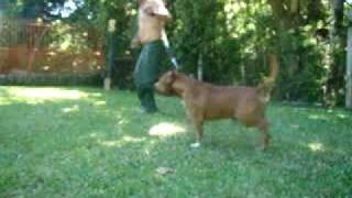 Red Warrior Dinasty Highlander