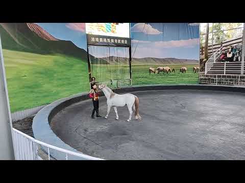 2024年12月25日-清境農場青青草原馬術秀場表演