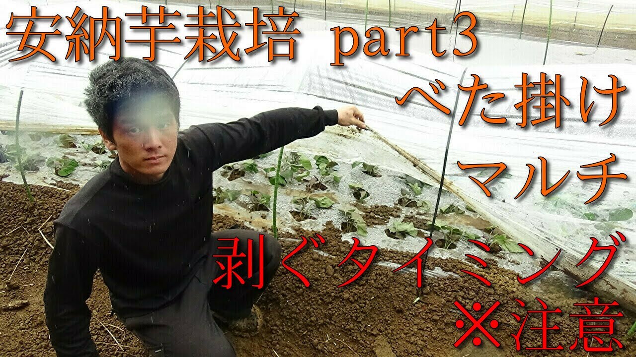 安納芋栽培 ベタ掛けを剥ぐタイミング バイオ苗の増殖に欠かせない技術 Youtube