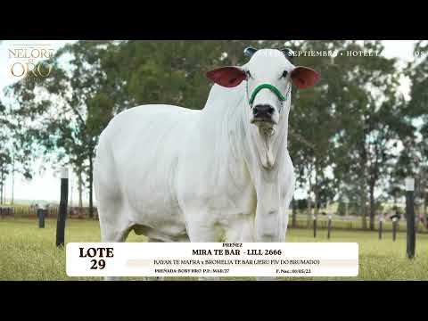 LOTE 29   MIRA TE BAR