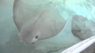 Feeding Stingrays @ Columbus Zoo & Aquarium