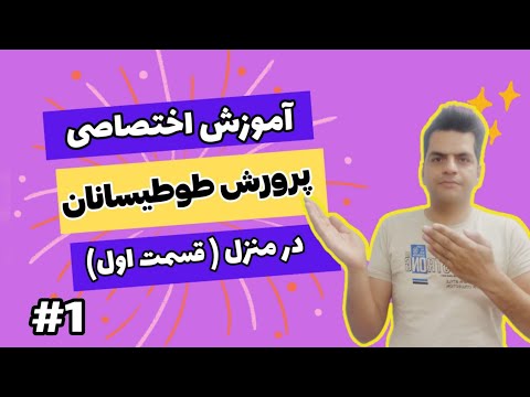 دوره آموزشی پرورش طوطیسانان در منزل قسمت اول جهرم پروت عروسهلندی طوطی سانان