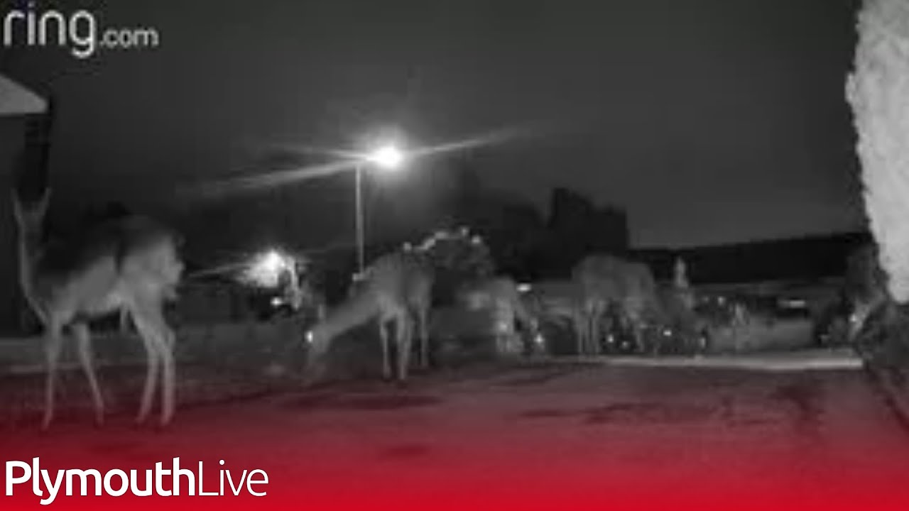 Huge deer herd captured on Plymouth Ring doorbell camera