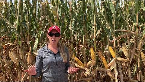 Components of Corn Yield