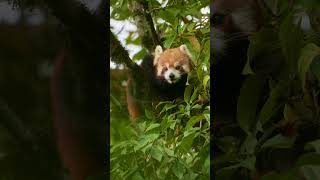 Don&#39;t Let Them Disappear! Share the Love for Red Pandas ❤️ #EndangeredSpecies#shorts