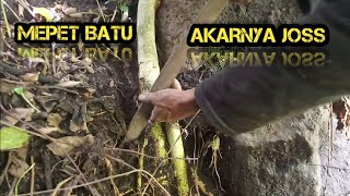 Spotnya Indah Bahan Bonsainya Melimpah Mantap