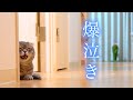 【爆泣き】大好きなママがどこにもいなくて猫がこうなっちゃいました...