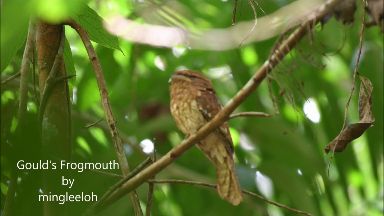 Gould's Frogmouth calling 