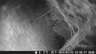 Cinghiale Va A Grattarsi Nel Tronco Dove È Attaccata La Fototrappola Facendola Dondolare