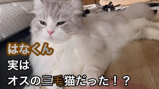 はなくん実は超激レア雄の三毛猫の可能性が…