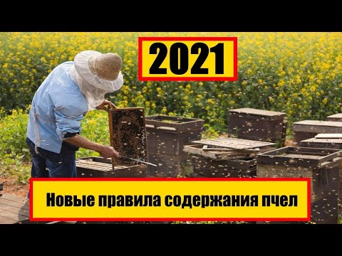 #пчеловодство #пасека #пчелы Новые правила содержания пчел 2021