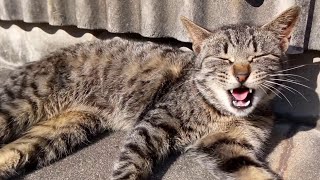 ノンビリ休む猫島のキジトラ猫ちゃん達、可愛過ぎる