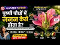 पुष्पी पौधों में जनन कैसे होता है? | Sexual Reproduction in Flowering Plants | NCERT Biology | NEET
