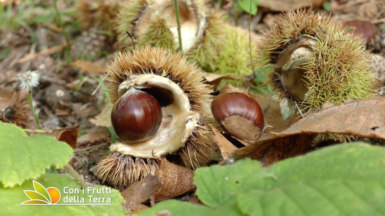 Il futuro della castanicoltura passa da Granaglione