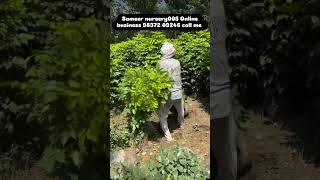 Sameer nursery005 #Online #business #shotsvideo #viral #plants
