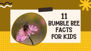 11 Bumble Bee Facts for Kids | Amazing Bee Facts | Pollinators for Kids