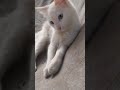 #gatos #viralvideo #cat #humor