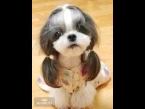 しゃべる犬映像 おしゃれしてお出かけ しゃべる動物 関西弁 おもしろい Youtube