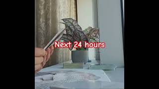 Next 24 Hours  hinditarot tarotreading tarotshorts tarot next24hours