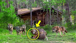 Manada Enfurecida Atacó al Lobo y a la Loba. ¡No Creerás Lo Que Pasó Luego! by Historias Increíbles 3,751 views 1 month ago 11 minutes, 17 seconds