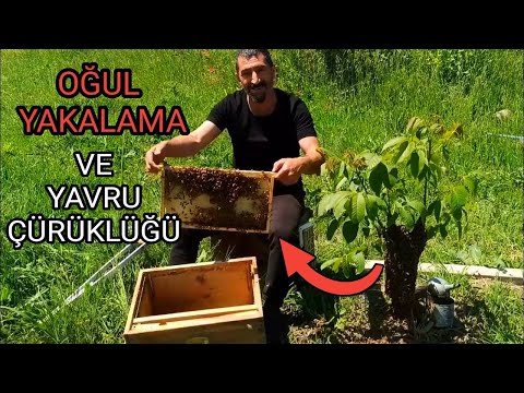 Bu Mevsimde Arılar Neden Yavru Söker | Oğul Yakalama detaylı anlatım 2 konu ne Fayda