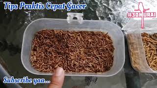 Practical Ways to Make Your Murai Bird Sing Quickly