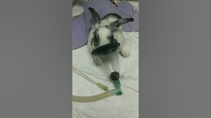 anestesia en conejo para esterilización.