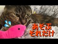 【手抜き】猫じゃらしで遊んだよ【ぎんだらとねこず】